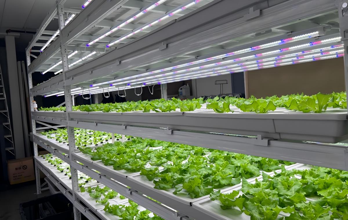 Vertical Farms Vertical Farms