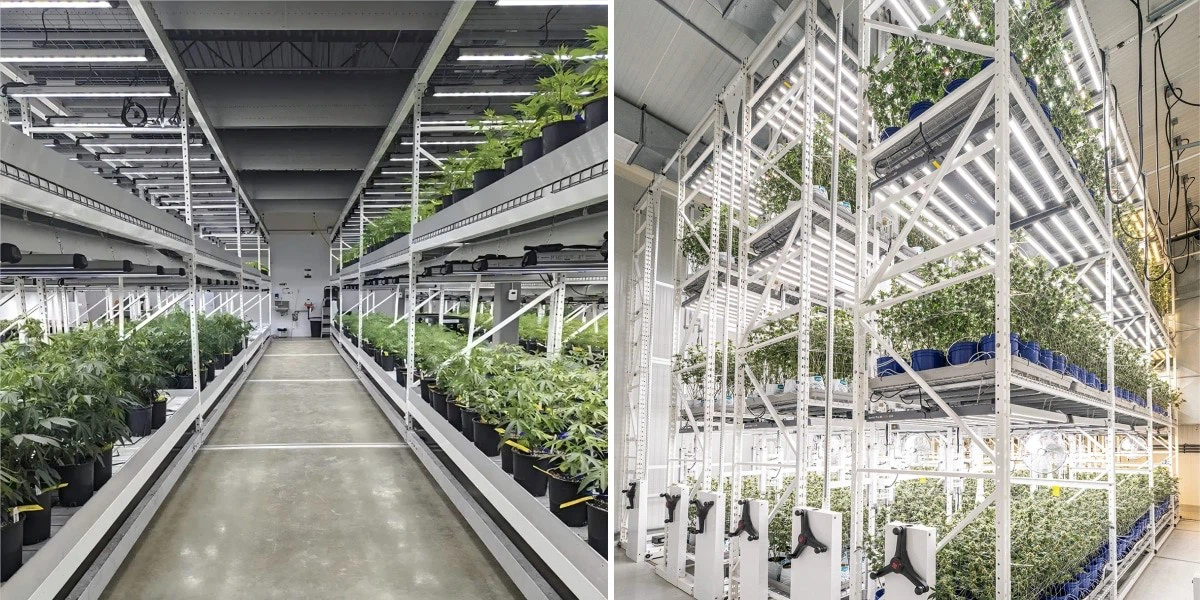 cannabis cultivation (1).jpg cannabis cultivation (1).jpg